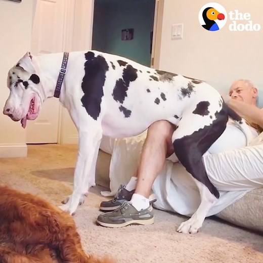5 Reasons Big Dogs Are The BEST 💛💛💛 | The Dodo