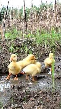 Lucu lihat anak Bebek makan😂