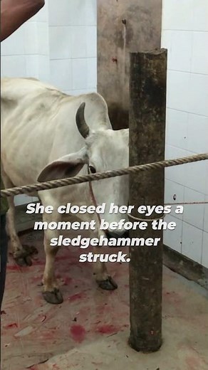 Cow's Last Terror: The Reality of Slaughter