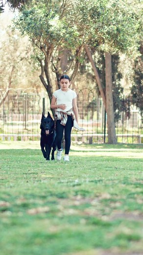 From children to adults, all of your trusted family members can confidently command and handle these remarkable companions 🐕 — These loyal canines are true handler's dogs, trained to prioritize the safety and comfort of their handler above all else. Whether it's a child or an adult, these companions respond obediently to commands, making them easy to handle for everyone. Their unwavering devotion and exceptional training ensure that the handler's needs are met, creating a harmonious bond betwee
