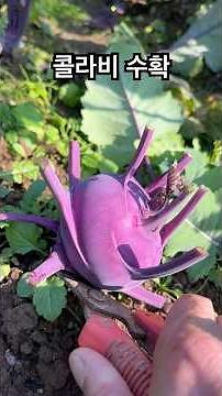 Kohlrabi harvest season and benefits