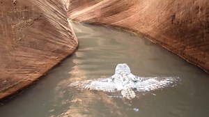 Ces rares images montrent un jeune grand duc d'Amérique en train de nager pour se sortir de l'eau... | Nat Geo Wild France
