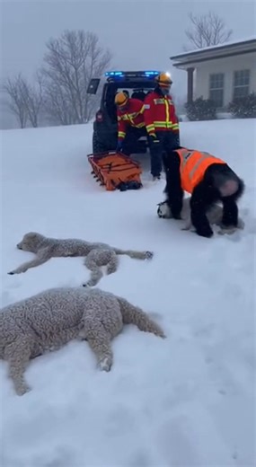 Recorded on January 2, this video shows the harsh reality of heavy snowfall. A woman films with her phone, pleading for rescue assistance while remaining off screen. Outside the house, sheep and four dogs are lying frozen in deep snow. The cold has made movement impossible. In an emotional moment, a chimpanzee lifts one frozen dog and takes it to the rescue team. The video is not cinematic and stays in a single scene. At the end, the woman speaks with sadness and emotional pain. | Rescue Vision 