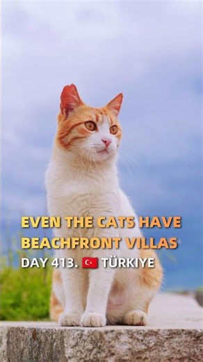 Turkey is a happy haven for cats. 🐈🇹🇷