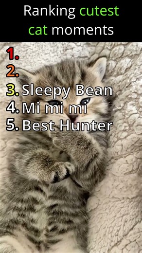 Ranking The Absolute Cutest Kittens Ever! #funny #cat #cute #ranked