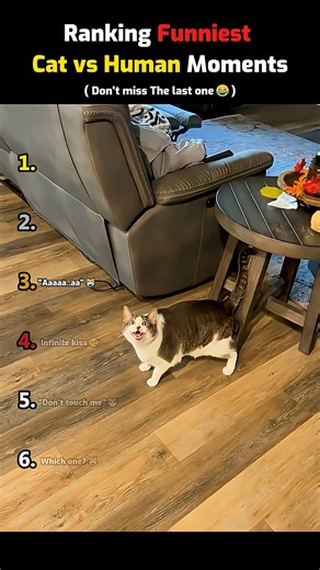 Ranking Funniest Cat vs Human Moments🐈😹 #shorts #cat #funny
