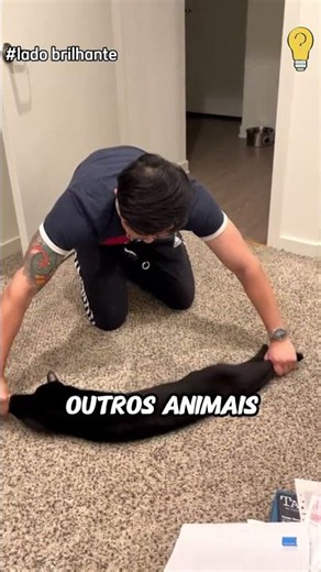 Cats' Bodies Make No Sense! #pets #cats
