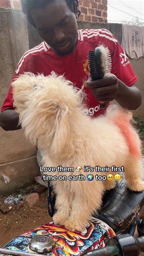 Grooming Your Puppy: Essential Tips for First-Time Owners