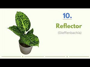 17 Dieffenbachia Varieties to Grow | Including Some You've Never Seen Before