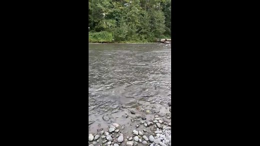 Salmon migration in full force at Dosewallips River in Washington, USA