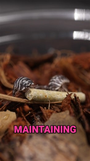 Starting up an isopod colony? Or simply try to build one in a bioactive tank? Make sure your custodians are supported, with EarthPro Custodian Fuel, a full-spectrum and potent dietary pellet with vitamins and minerals. #ArcadiaReptile #EarthPro #Isopods #Custodians #Cleanupcrew #bioactive #inverts #exoticpets #custodianfuel #woodlice #pillbugs #rolypoly | Arcadia Reptile