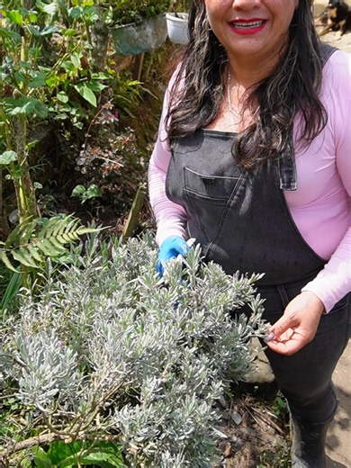 Como rejuvenecer planta lavanda rapidamente sin riesgos #plantas #trucosnaturales #plantasmedicinales #jardindechita #jardindelachita #trucosjardineria