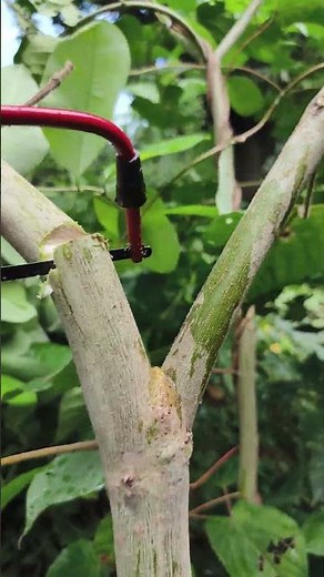 How to Cut Trees Without Power Tools – Hand Saw Tutorial #saw #Ari #cuttingskills