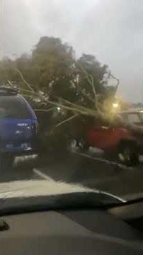 Strong winds knock down trees #wind #tree #weather #satisfying #oddlysatisfying #usa #asmr