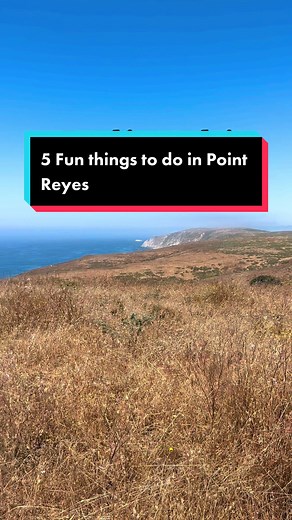 Located just a few miles north of San Francisco, Point Reyes is famous for its incredible scenery, wildlife and trails. Have you been? #pointreyes #pointreyesnationalseashore #pointreyescalifornia #pointreyeslighthouse #pointreyesstation #pointreyesshipwreck #treetunnel #funthingstodo #chimneyrocktrailhead #cypresstreetunnels #california #northerncalifornia #visitcalifornia #explorecalifornia #travelcalifornia