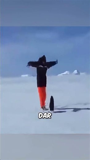 Nu Atinge Pinguinii! 🐧❄️