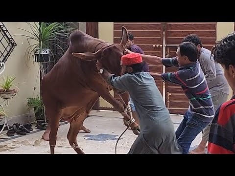 First Cow Qurbani of Bakra Eid 2022 at Cattle Market Karachi