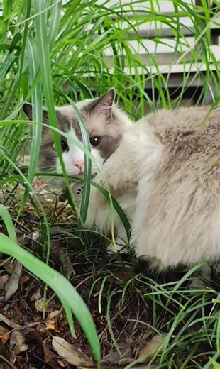 なんか少し雨降ってるけど散歩はやめない猫さん