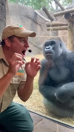 12K views · 778 reactions | Big gorilla roar like lion ❤️ #orangutans #gorilla #wildlife #animals #chimpanzee #fblifestyle | Tagob Reel | Facebook