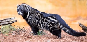 The African Civet