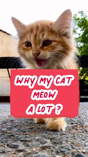 PetMedic MY on TikTok