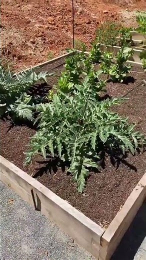 Raised bed layout that actually works #gardening #growyourownfood #diy