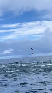 ang lapad ng kawan ng yellowfin tuna ang dami #yellowfintuna #fishing #titodondontv #TopFans #everyonefollowers | Tito Don Don tv