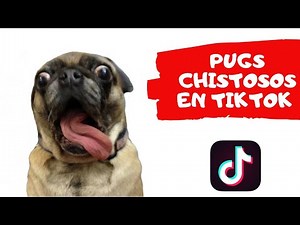😄😄😄 FUNNY PUGS FROM TIKTOK 😄😄😄