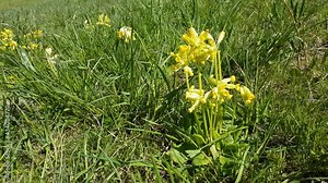 Side view close up of Cowslip or primrose flower moving in the wind, also called Primula veris