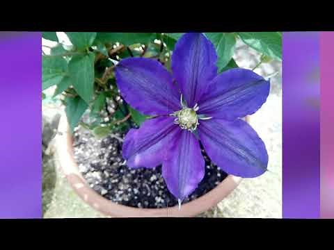 BGM：癒（いや）しのショパン90分