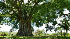 Shot Biggest Oldest Tree Negros Oriental Stock Footage Video (100% Royalty-free) 10171682 | Shutterstock