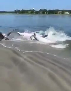 53K views · 416 reactions | Awesome up close video of dolphins strand feeding in one of our #lowcountry sea island creeks. It's awesome how they launch themselves out of the water to feed, then wiggle back in. So cool!  #lowcountrylife #beaufortsc #bftseaislands #dolphins  Zoe Cobb | Explore Beaufort, SC | Facebook