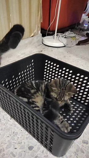 #CatHotel #cathomestay #catboarding #cheapcatboarding #reasonablecatboarding