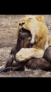 Animal Planet TV on Reels