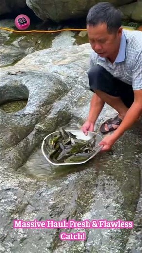 Puddle Fishing PRO: Watch Him Scoop Loads Of Fish From Post-Rain Puddles! 🌧️🐟🤯 #EasyFishing #