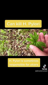 💛 Goldenseal has a long history of use in our family. It is everywhere on our farm. The primary medicinal alkaloid berberine is found in goldenseal root and has been shown to inhibit bacteria. We tincture roots AND leaves together. Why? The flavonoids from the goldenseal LEAF disable the ability of bacteria to effectively disgorge berberine. (This is known as "efflux-pump inhibition" fyi) So if you use goldenseal leaf and root together, you get more effective antibacterial activity from the pla