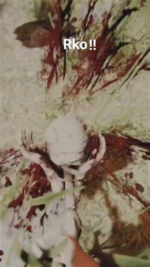 day one of exploding a crocodile in the forest