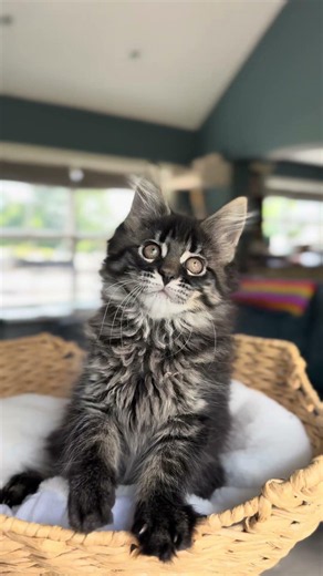 Aelin the Maine coon kitten is now 10 weeks.
