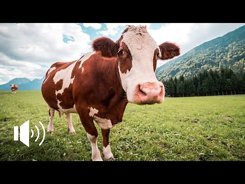 IL VERSO DELLA MUCCA | COW SOUND | HIGH QUALITY | 4K