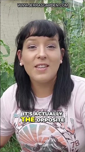 Ultimate Guide to Growing Tomatoes in Florida: Tips and Tricks for Success