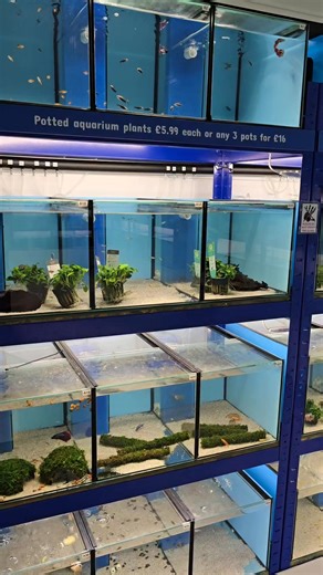 4.6K views · 53 reactions | A great selection of freshwater tropical fish, aquarium plants, shrimp plus a fantastic choice of tanks and other hardware! All available at Premier aquatics ltd. #fish #fishshop #fishstore #aquarium #tropicalfish | Premier aquatics ltd | Facebook