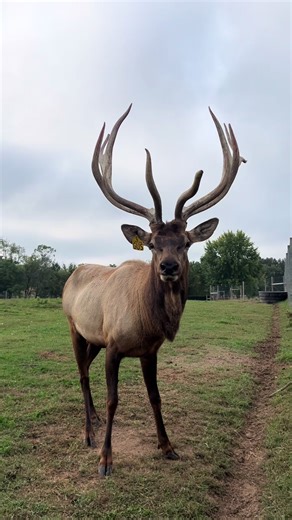 Gus the Elk: Discovering Antler Growth at 3 Years Old