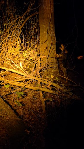 Traveler 2 and Hemi a young dog out of Traveler 2 treeing some coon tonight. | Hodge's Smokey River Bluetick Kennels