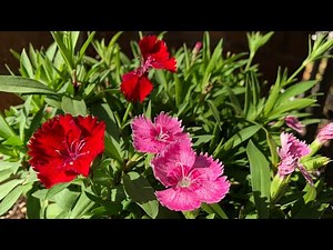 【花】ナデシコの育て方・摘芯3回目