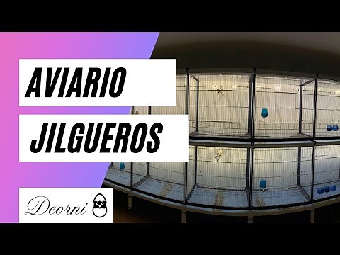 TE ENSEÑO EL AVIARIO DE JILGUEROS VALENCIA Y CONCEPTOS BÁSICOS DE COMO LOS CRIAMOS EN CAUTIVIDAD