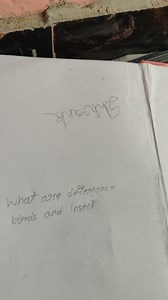 What are the differences between birds and insects?... | Filo