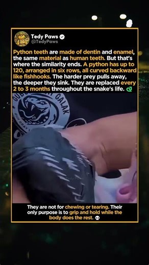 Python Teeth Have No Venom But Prey Can Never Escape Them