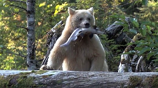 Destination B.C.'s 'The Wild Within' YouTube video is stunning