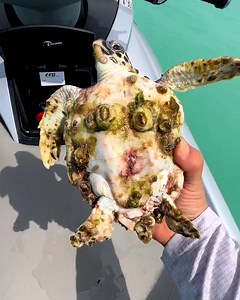 Hero jet skier stops to rescue little sea turtle 🥹🐢💕 | Incredible Tails