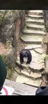 Chimp throws poop and it lands on grandma!